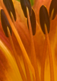 Stamens